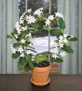 Festive Flowering Houseplants Image